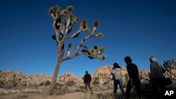 People visit Joshua Tree National Park in Southern California's Mojave Desert, Thursday, Jan. 10, 2019. (AP Photo/Jae C. Hong)