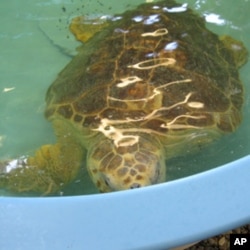 This loggerhead turtle is missing a flipper due to a shark injury.