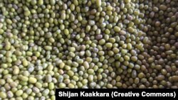 Le mung bean. (CC/Shijan Kaakkara)