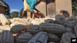 The U.N. Food and Agriculture Organization (FAO) says chronic hunger remains highest in sub-Saharan Africa, where one in four people are malnourished. (File photo) 