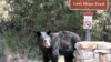 L'employée d'un parc animalier tuée par un ours au Japon