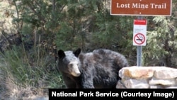 Un ours brun près de Lost Mine Trail, dans le parc national de Big Bend, au Texas, États-Unis.