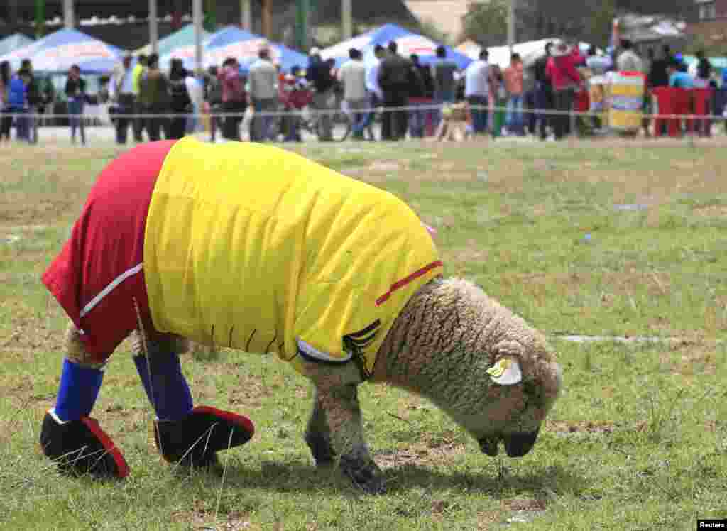 A sheep, dressed in a jersey in the colors of the Colombian national soccer team, grazes on grass during an exhibition, prior to the 2014 World Cup in Brazil, in Nobsa, June 1, 2014. The sheep is named Falcao, after the Colombian player.