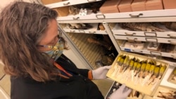 Moe Flannery, senior collections manager for ornithology & mammalogy at the California Academy of Sciences, holds a tray containing Bachman's warblers in their specimen collection in San Francisco, Friday, Sept. 24, 2021. (AP Photo/Haven Daley)