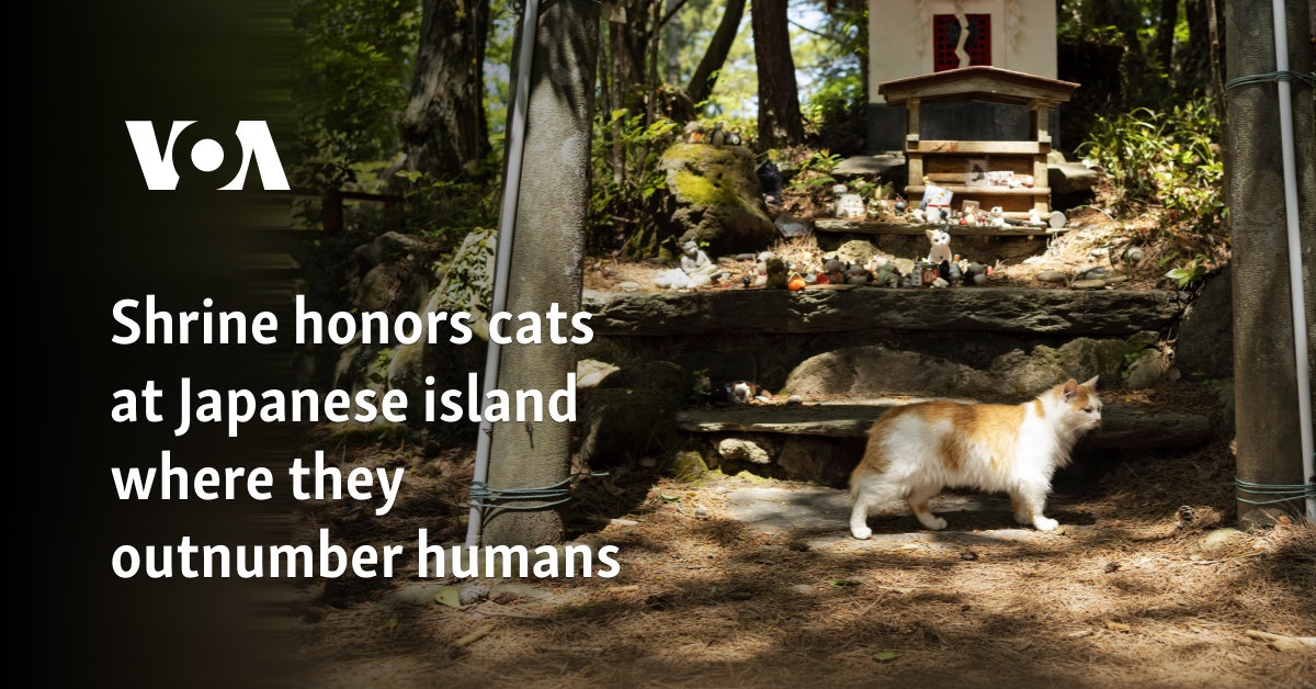 Shrine honors cats at Japanese island where they outnumber humans