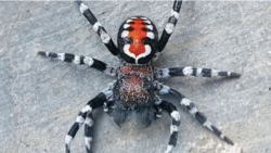 Loureedia Phoenixi Spider