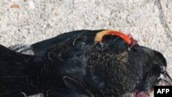 Науковці з’ясовують причини масової загибелі птахів у Арканзасі