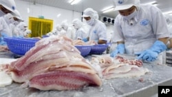Công nhân Việt nam làm việc trong nhà máy chế biến cá xuất khẩu