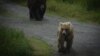 Alaska Fat Bear Contest Declares Winner 