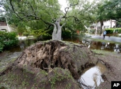 Neighbors watch employees with the city of Isle of Palms cut down a live oak tree that fell down on 23rd Avenue after heavy rains fell on Isle of Palms, S.C., Oct. 4, 2015.