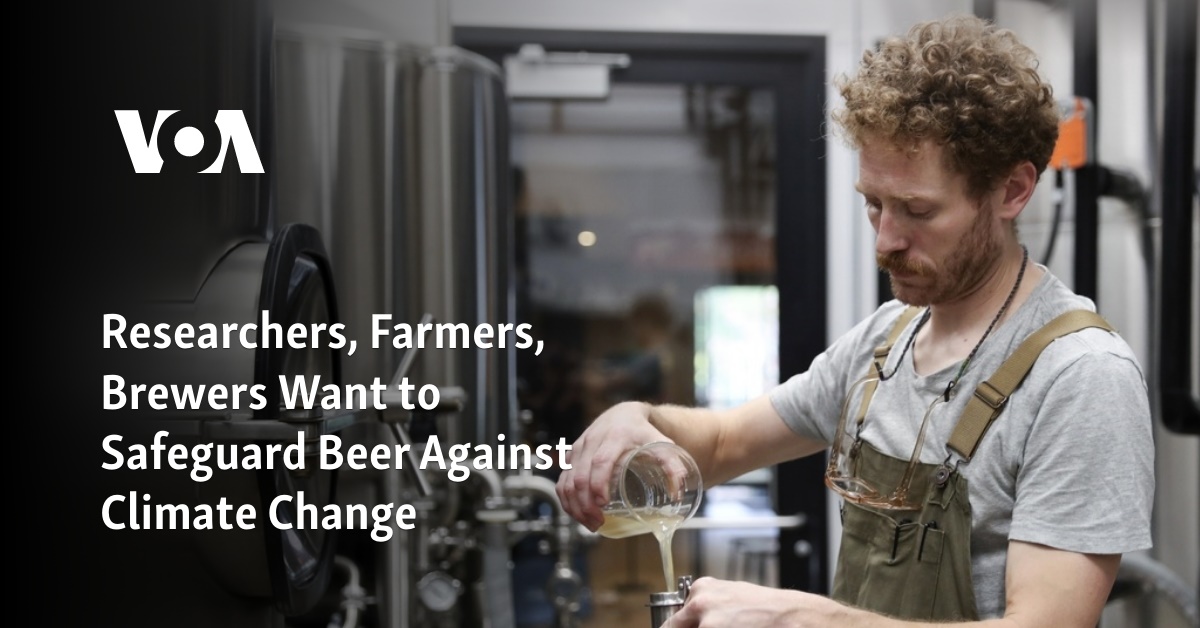 Researchers, Farmers, Brewers Want to Safeguard Beer Against Climate Change