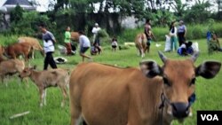 Warga Kampung Montong, Lombok, membawa sapi mereka ke lapangan di dekat tempat pengungsian. (Foto: Nurhadi/VOA)