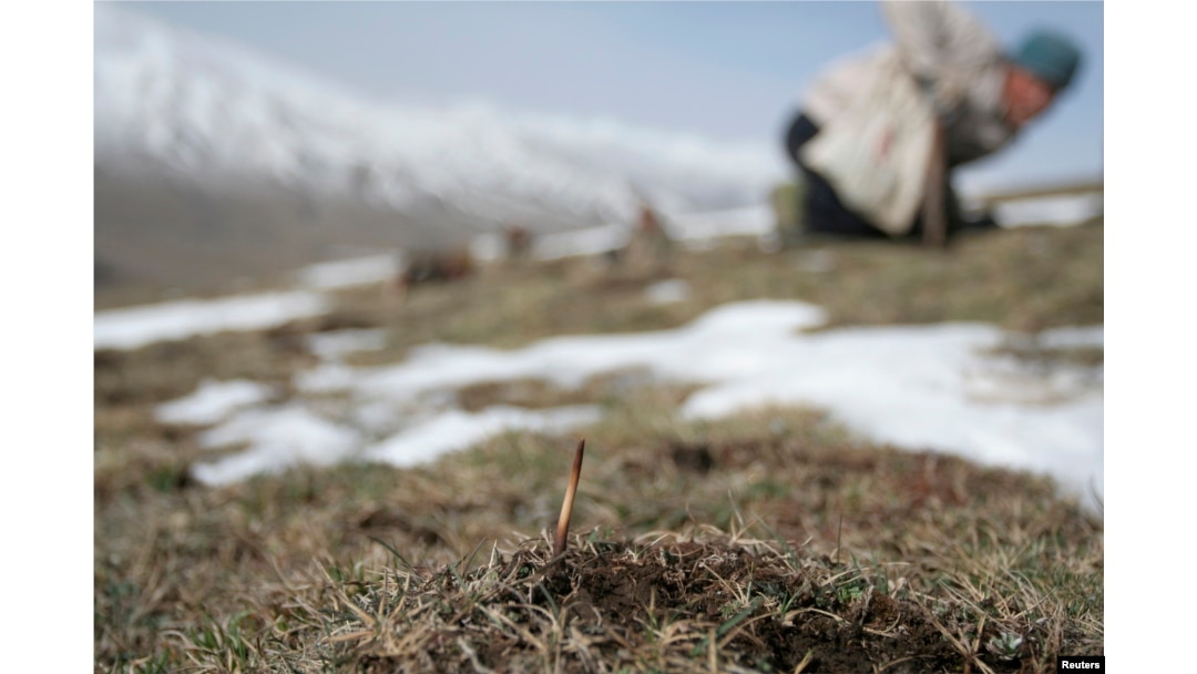FILE - Cordyceps Sinensis harvester, Laji mountains of Guide County, west China's Qinghai Province.