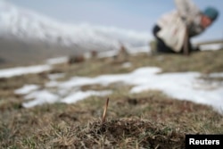 FILE - Cordyceps Sinensis harvester, Laji mountains of Guide County, west China's Qinghai Province.