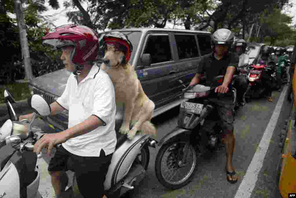 Handoko Njotokusumo dan Ace, anjing golden retriever, bersepeda motor di jalan yang padat pada akhir minggu di Surabaya, Jawa Timur.