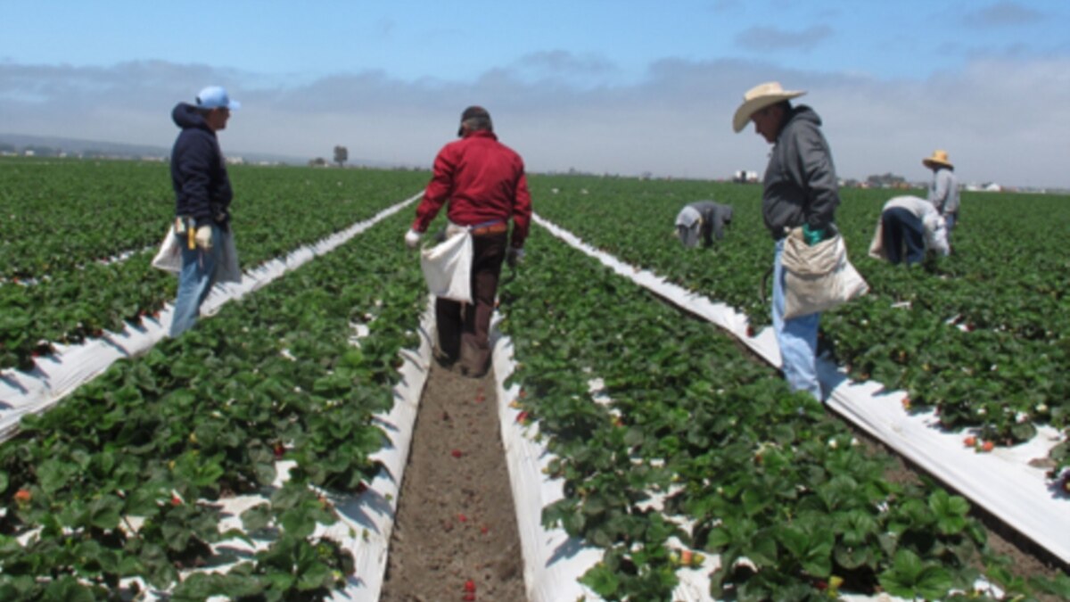 Getting A Firm Grip On Weed Control