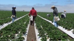 Farmworkers weed strawberry rows on a field outside Salinas, California