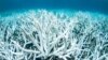 Pollution Flows into Australia’s Great Barrier Reef Declines