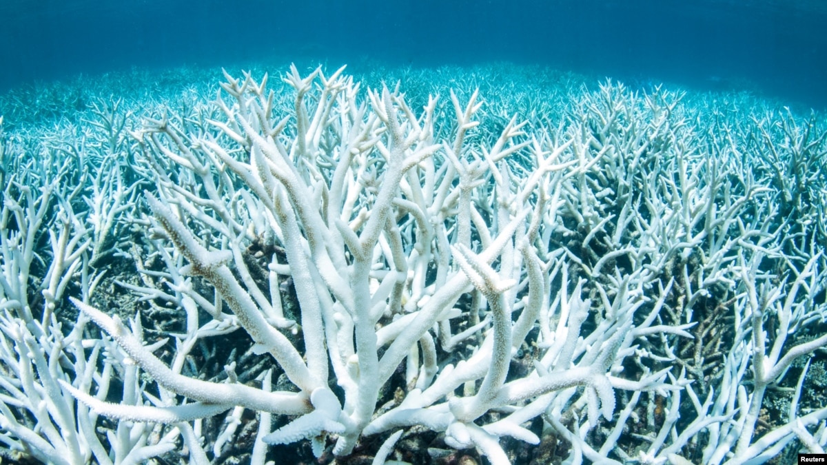Pollution Flows into Australia’s Great Barrier Reef Declines Pollution Flows into Australia’s Great Barrier Reef Declines