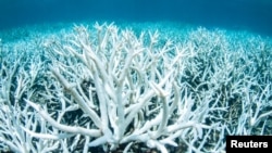 Bleached coral is photographed on Australia's Great Barrier Reef near Port Douglas, Feb. 20, 2017 in this handout image from Greenpeace.