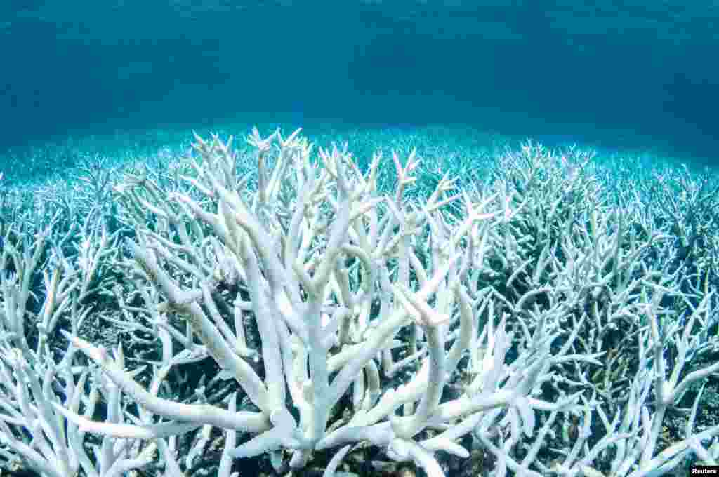 Bleached coral can be seen on Australia's Great Barrier Reef near Port Douglas in this handout image from Greenpeace.