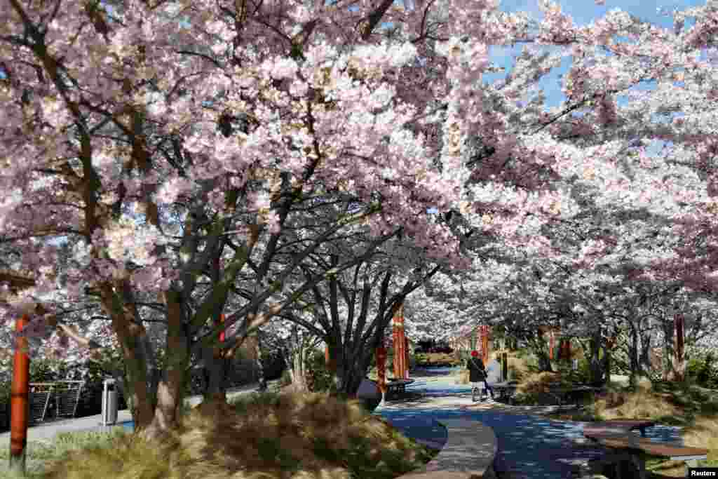 شکوفه های گیلاس در نزدیکی پاریس &nbsp;