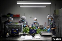 Kale grown in Sustenir Agriculture's indoor farm are packed for delivery in Singapore May 24, 2019. Picture taken May 24, 2019. REUTERS/Edgar Su