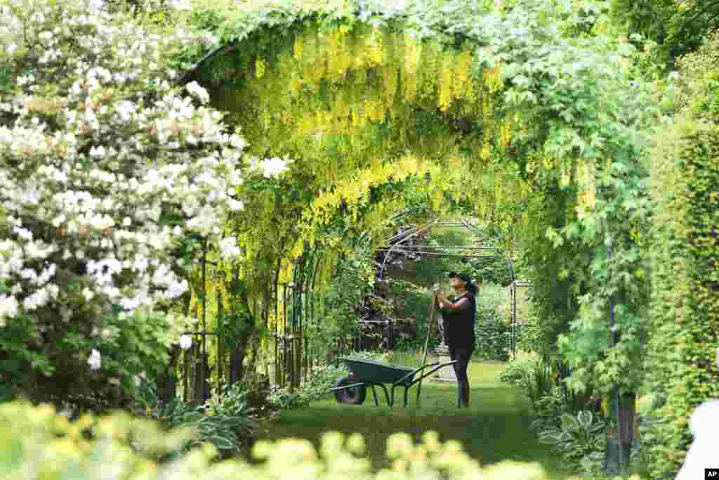 Gardener Nicola Bantham tends to the laburnum on a hot day at Seaton Delaval Hall in Northumberland, England.