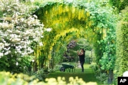FILE - Gardener Nicola Bantham, 41, tends to the laburnum on a hot day at Seaton Delaval Hall in Northumberland, England, Tuesday, June 15, 2021. (Owen Humphreys/PA via AP)