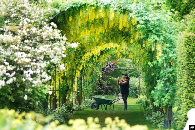 FILE - Gardener Nicola Bantham, 41, tends to the laburnum on a hot day at Seaton Delaval Hall in Northumberland, England, Tuesday, June 15, 2021. (Owen Humphreys/PA via AP)