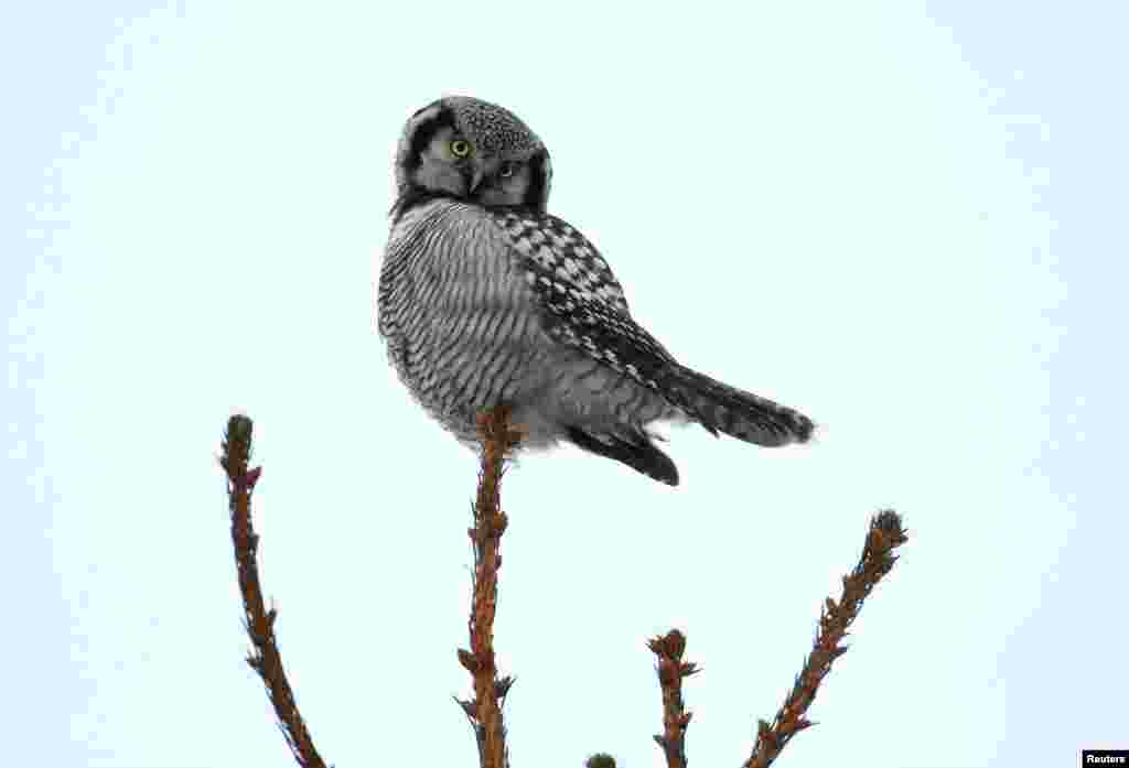 A hawk owl sits on a branch near the village of Vasilkova, Belarus.