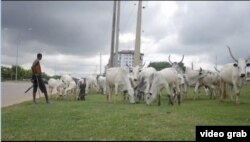 Penggembala sapi di Abuja. (Foto:Obiezu/videograb)