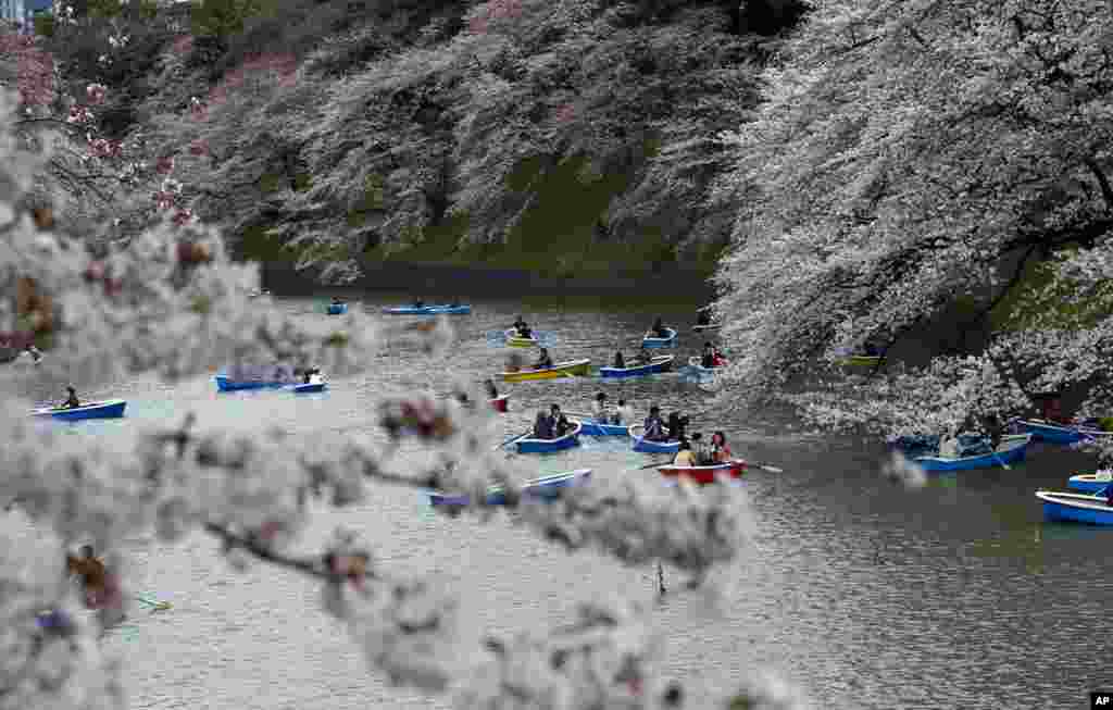 People row their boats in the Imperial moat under a canopy of the cherry blossoms in Tokyo, Japan.