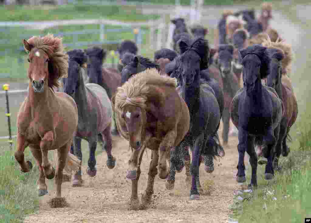 Icelandic horses are driven from their stable to a meadow on a farm in Wehrheim near Frankfurt, Germany.