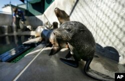 FILE - A Guadalupe fur seal, foreground, passes by as SeaWorld animal rescue team member Heather Ruce feeds a California sea lion at a rescue facility in San Diego, Feb. 26, 2013, when rescue crews were seeing a higher than average amount of stranded sea lions. Marine biologists nicknamed a patch of persistent high temperatures in the Pacific Ocean between 2013 and 2016 “the Blob.” During that period, decreased phytoplankton production led to a “lack of food for many species."