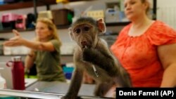 Baby primate carer Lauren Beckley, right, and veterinary rehabilitation specialist Nicci Wright, left, work at the Johannesburg Wildlife Veterinary Hospital, in Johannesburg