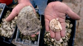 The difference between a standard oyster, and an 'ugly' oyster. (AP Photo/Charles Krupa)