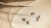 مچھروں کی قوت مدافعت میں اضافہ باعث تشویش