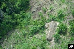 This undated 2014 handout photo released by Brazil’s National Indian Foundation, FUNAI, shows a "maloca," or long house, created by the Korubo tribe, in the Javari Valley, in the northern state of Amazonas, Brazil.