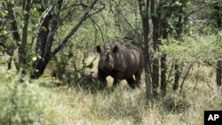 FILE - A rhino is seen in its natural habitat in the Bubi area, about 500 kilometers south of Harare, Zimbabwe, Dec. 20, 2010.