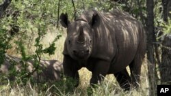 FILE - In this Dec. 20, 2010 file photo a rhino walks its natural environment in the Bubi area about 500 kilometres south of Harare, Zimbabwe.