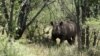 Zimbabwe to Dehorn Rhino to Shut Out Poachers