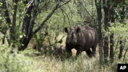 FILE - A rhino is seen walking in its natural environment in the Bubi area, about 500 kilometers south of Harare, Zimbabwe, Dec. 20, 2010.
