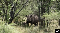 A rhino is seen walking in its natural environment in the Bubi area, about 500 kilometers south of Harare, Zimbabwe. (File)