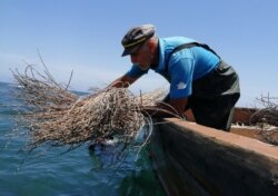 Seorang aktivis lingkungan menjatuhkan "terumbu karang buatan" untuk memperbaiki ekosistem Laut Mediterania di Monastir, Tunisia (Reuters).