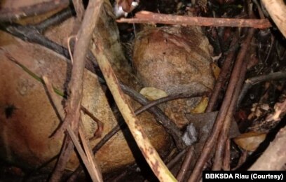 Bangkai harimau Sumatra yang terlilit jerat sling ditemukan di hutan produksi di Kabupaten Siak, Provinsi Riau. Kamis 27 Agustus 2020. (Courtesy: BBKSDA Riau)