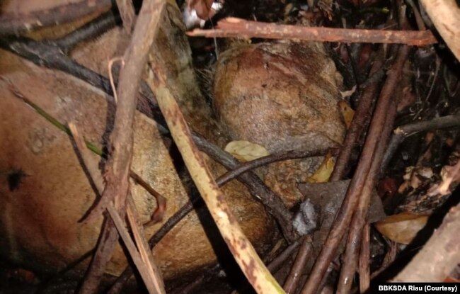 Bangkai harimau Sumatra yang terlilit jerat sling ditemukan di hutan produksi di Kabupaten Siak, Provinsi Riau. Kamis 27 Agustus 2020. (Courtesy: BBKSDA Riau)