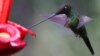 A Park for Hummingbirds Provides Peace for Busy Colombians 