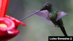 A sword-billed hummingbird feeds on a plastic feeder with sugar water in The Paramuno corridor on Monserrate hill in Bogota, Colombia on November 25, 2020. (REUTERS/Luisa Gonzalez)