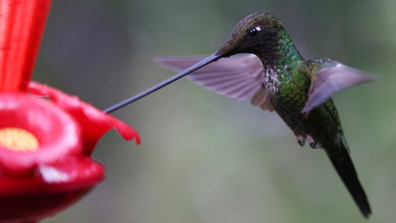 A Park for Hummingbirds Provides Peace for Busy Colombians